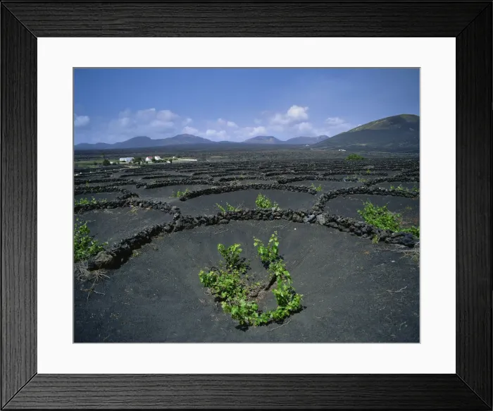 Framed Print : Spain, Canary Islands, Lanzarote, Grape Vines, Vineyard, Vineyards, Vine, Vines Framed Print : Spain, Canary Islands, Lanzarote, Grape Vines, Vineyard, Vineyards, Vine, Vines