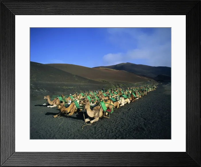 Framed Print : Spain, Canary Islands, Lanzarote, Timanfaya National Park, Camels Framed Print : Spain, Canary Islands, Lanzarote, Timanfaya National Park, Camels
