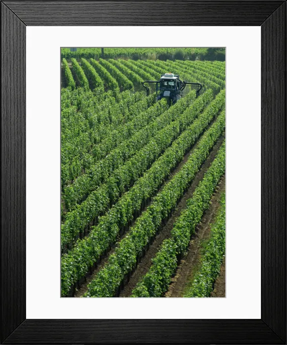Framed Print : France, Aquitaine, Bordeaux region, St. Emilion, Vine Spraying
