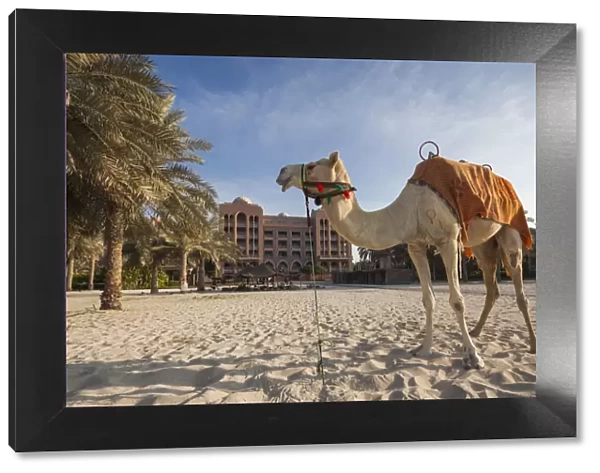 UAE, Abu Dhabi, Emirates Palace Hotel, camel