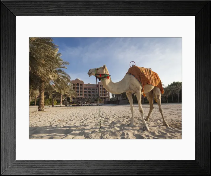 Framed Print : UAE, Abu Dhabi, Emirates Palace Hotel, camel Framed Print : UAE, Abu Dhabi, Emirates Palace Hotel, camel