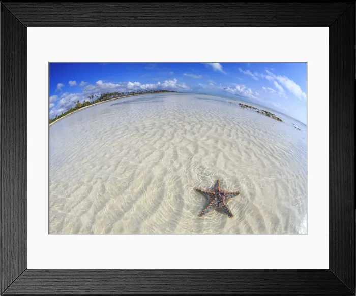 Framed Print : Tanzania. Zanzibar, Jambiani, Starfish exposed at low tide Framed Print : Tanzania. Zanzibar, Jambiani, Starfish exposed at low tide