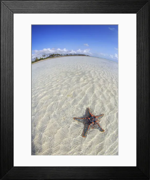 Framed Print : Tanzania. Zanzibar, Jambiani, Starfish exposed at low tide Framed Print : Tanzania. Zanzibar, Jambiani, Starfish exposed at low tide