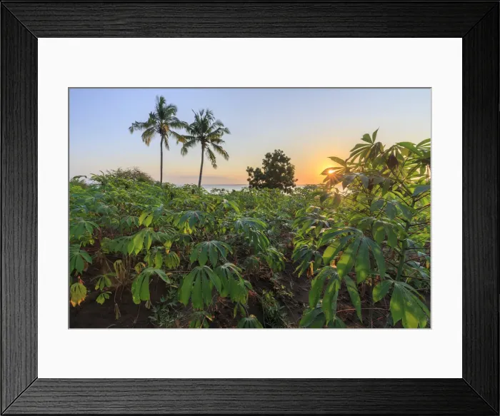 Framed Print : Tanzania. Zanzibar, West Coast, Tapioca Plantation Framed Print : Tanzania. Zanzibar, West Coast, Tapioca Plantation