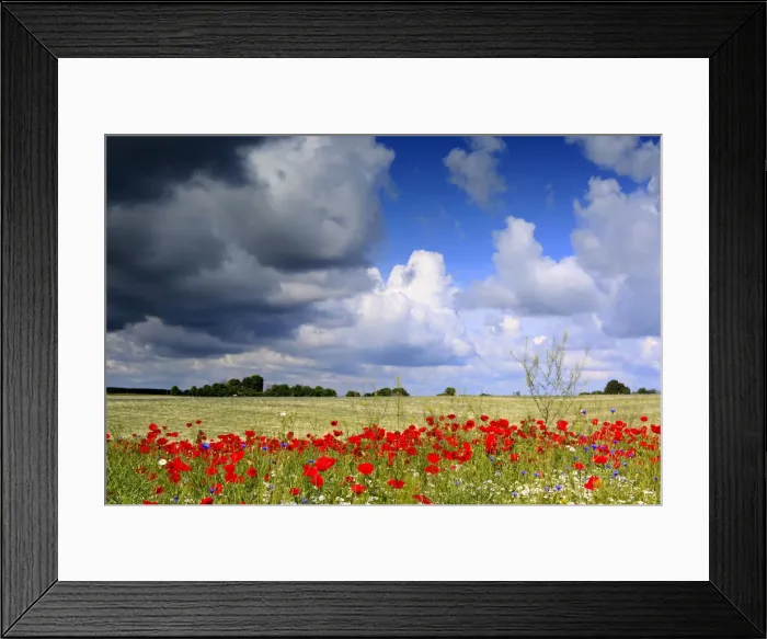 Framed Print : Red poppies field, near Vladimir-Volynsky, Volyn oblast, Ukraine Framed Print : Red poppies field, near Vladimir-Volynsky, Volyn oblast, Ukraine