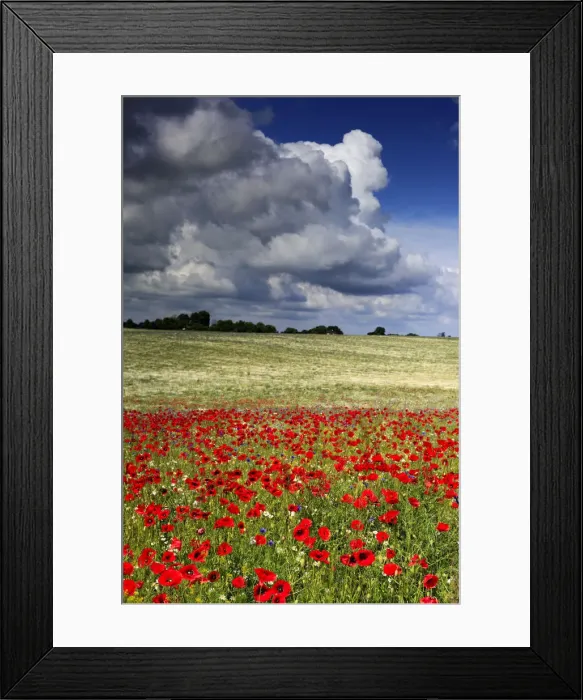 Framed Print : Red poppies field, near Vladimir-Volynsky, Volyn oblast, Ukraine