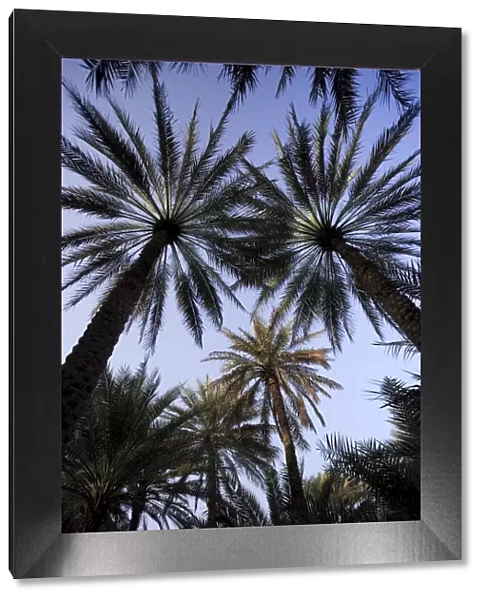 United Arab Emirates, Al Ain, Date Palm Trees at Wadi Al Ain (Al Ain Oasis)