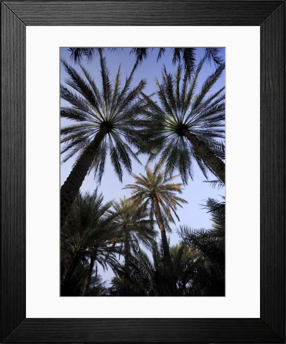 Framed Print : United Arab Emirates, Al Ain, Date Palm Trees at Wadi Al Ain (Al Ain Oasis)