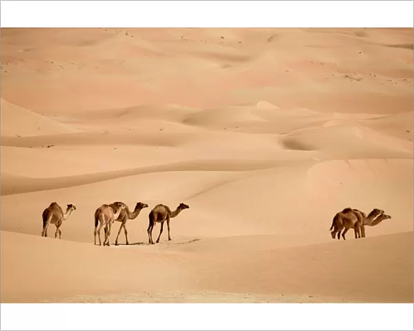 United Arab Emirates, Liwa Oasis, Camels and Sand dunes near the Empty Quarter Desert
