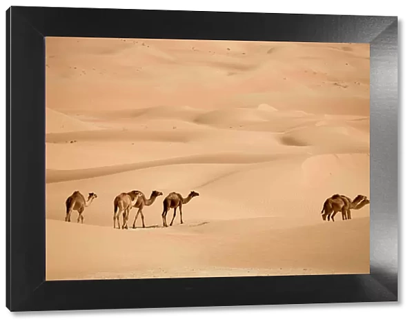 United Arab Emirates, Liwa Oasis, Camels and Sand dunes near the Empty Quarter Desert