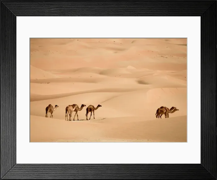 Framed Print : United Arab Emirates, Liwa Oasis, Camels and Sand dunes near the Empty Quarter Desert
