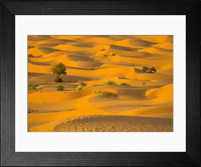 Framed Print : Africa, Tunisia, Ksar Ghilane Desert Oasis Framed Print : Africa, Tunisia, Ksar Ghilane Desert Oasis