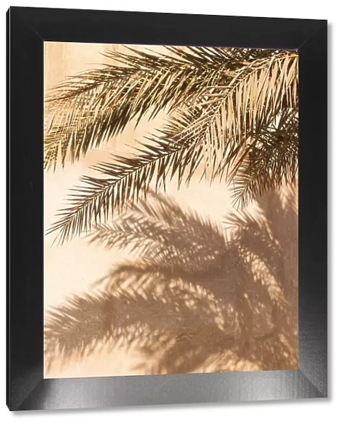UAE, Dubai, Bur Dubai, Al Fahidi Historic District, palm tree shadows