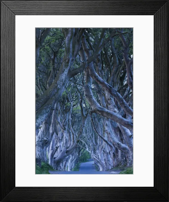 Framed Print : UK, Northern Ireland, County Antrim, Ballymoney, The Dark Hedges, tree lined road, dawn Framed Print : UK, Northern Ireland, County Antrim, Ballymoney, The Dark Hedges, tree lined road, dawn
