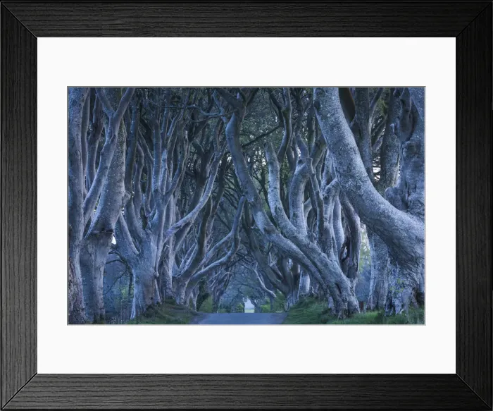 Framed Print : UK, Northern Ireland, County Antrim, Ballymoney, The Dark Hedges, tree lined road, dawn Framed Print : UK, Northern Ireland, County Antrim, Ballymoney, The Dark Hedges, tree lined road, dawn