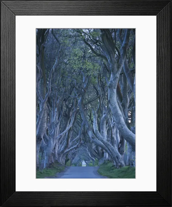 Framed Print : UK, Northern Ireland, County Antrim, Ballymoney, The Dark Hedges, tree lined road, dawn Framed Print : UK, Northern Ireland, County Antrim, Ballymoney, The Dark Hedges, tree lined road, dawn