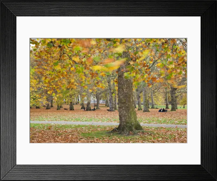 Framed Print : Autumn in Green Park, London, England Framed Print : Autumn in Green Park, London, England