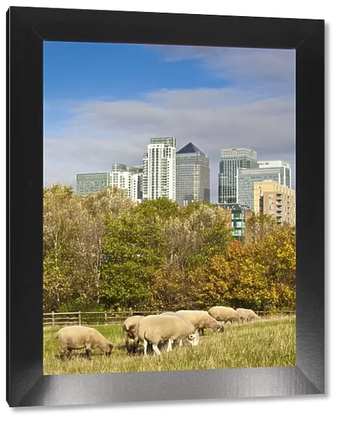 England, London, Docklands, Sheep grazing at Mudshoot farm with Canary Wharf buildings
