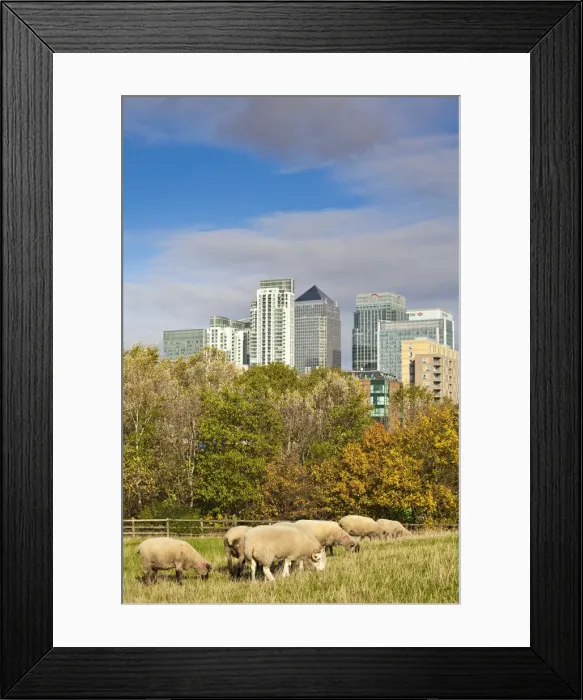 Framed Print : England, London, Docklands, Sheep grazing at Mudshoot farm with Canary Wharf buildings Framed Print : England, London, Docklands, Sheep grazing at Mudshoot farm with Canary Wharf buildings