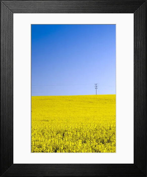 Framed Print : UK, England, Shropshire, rape fields near Shawbury Framed Print : UK, England, Shropshire, rape fields near Shawbury