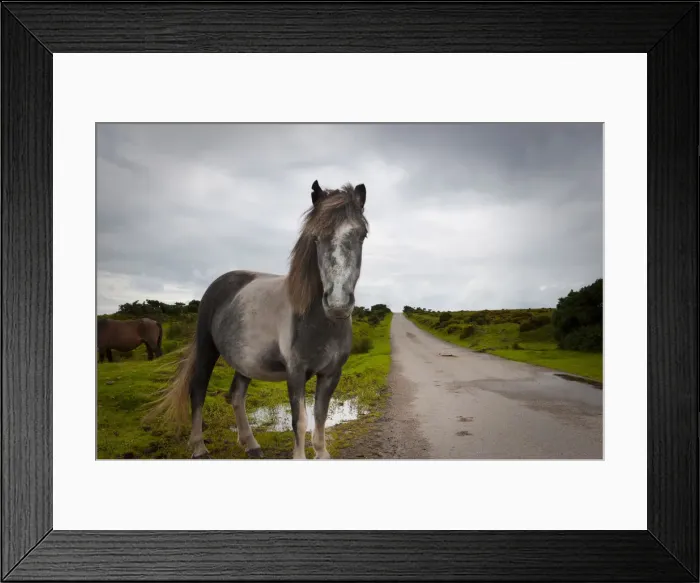 Framed Print : UK, England, Cornwall, Bodmin Moor, Pony