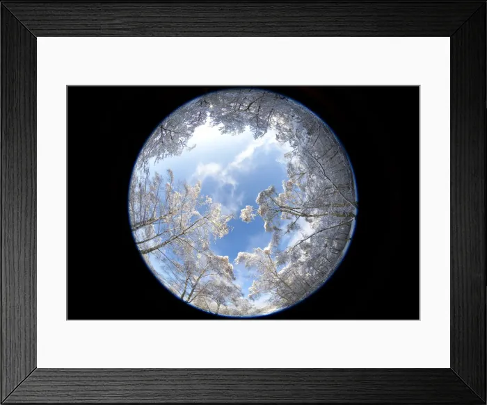 Framed Print : Forest in snow