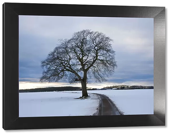 Winter tree & country lane, Gloucestershire, UK