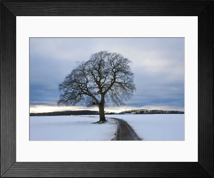Framed Print : Winter tree & country lane, Gloucestershire, UK