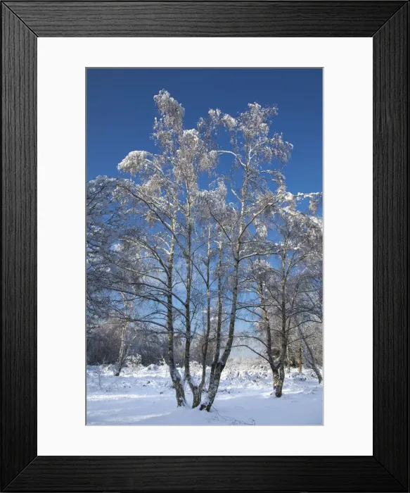 Framed Print : Forest in snow Framed Print : Forest in snow