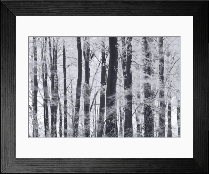 Framed Print : Winter trees & frost, Gloucestershire, UK Framed Print : Winter trees & frost, Gloucestershire, UK