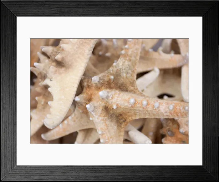 Framed Print : Star fish for sale, Padstow, Cornwall, England
