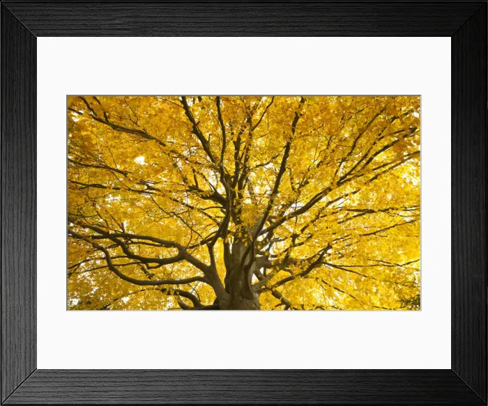 Framed Print : Beech tree in autumn, Surrey, England Framed Print : Beech tree in autumn, Surrey, England