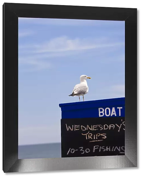 Sea gull sat on boat trip hut, Goodrington, Devon, UK