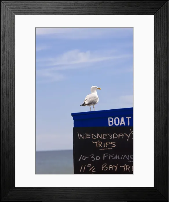 Framed Print : Sea gull sat on boat trip hut, Goodrington, Devon, UK Framed Print : Sea gull sat on boat trip hut, Goodrington, Devon, UK