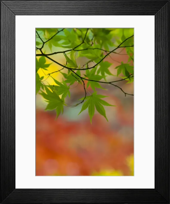 Framed Print : Japanese Maple (Acer) tree in autumn, England, UK Framed Print : Japanese Maple (Acer) tree in autumn, England, UK