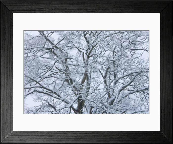 Framed Print : Tree covered in snow, Gloucestershire, UK