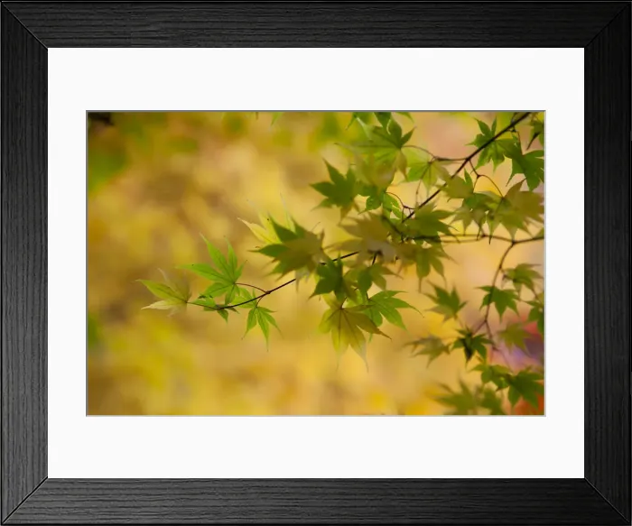 Framed Print : Japanese Maple (Acer) tree in autumn, England, UK