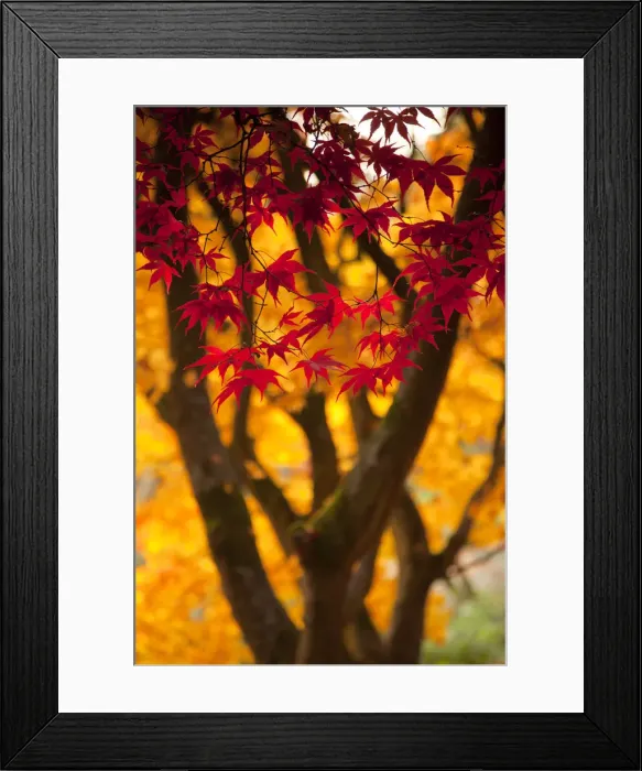 Framed Print : Japanese Maple (Acer) tree in autumn, England, UK Framed Print : Japanese Maple (Acer) tree in autumn, England, UK