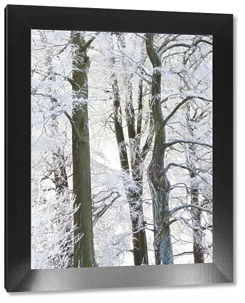 Trees with snow and frost, nr Wotton, Glos, UK