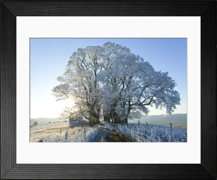 Framed Print : Snow covered tree on Downham Hill, Uley, Gloucestershire, UK