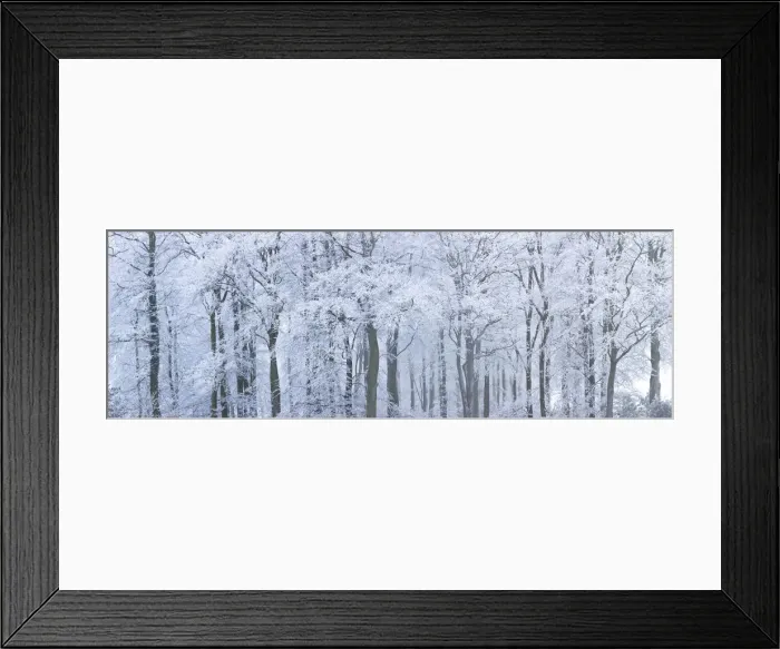 Framed Print : Trees with snow and frost, nr Wotton, Glos, UK Framed Print : Trees with snow and frost, nr Wotton, Glos, UK