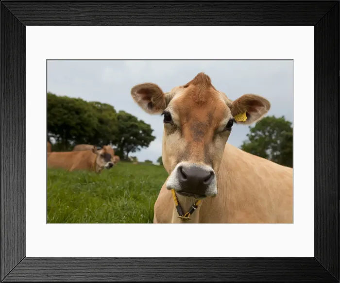 Framed Print : Jersey Cow, Jersey, St. Helier, Channel Islands, UK Framed Print : Jersey Cow, Jersey, St. Helier, Channel Islands, UK