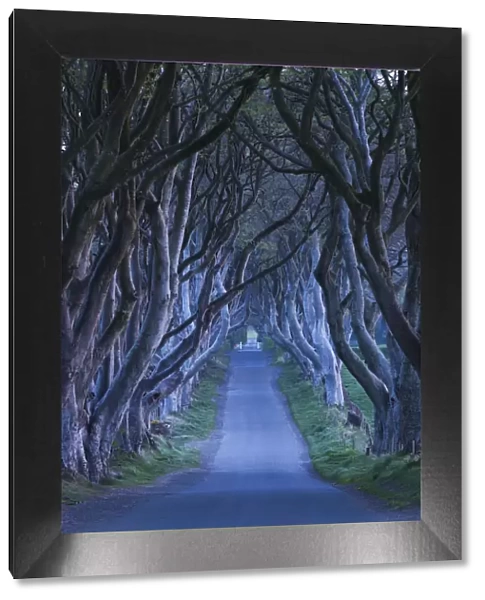 UK, Northern Ireland, County Antrim, Ballymoney, The Dark Hedges, tree lined road, dawn