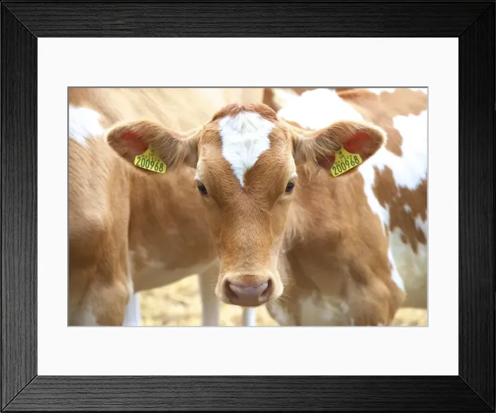 Framed Print : Guernsey Cows, Guernsey, Channel Islands Framed Print : Guernsey Cows, Guernsey, Channel Islands