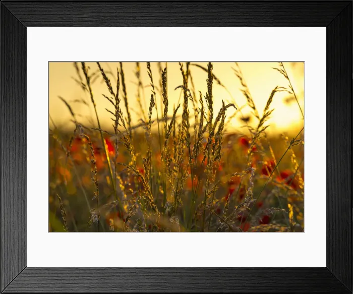 Framed Print : UK, England, Cambridgeshire, Poppies and Summer Grasses Framed Print : UK, England, Cambridgeshire, Poppies and Summer Grasses