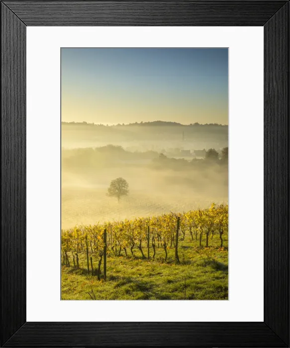 Framed Print : Denbies Wine Estate (Largest vineyard in England), North Downs Way, Dorking, Surrey Framed Print : Denbies Wine Estate (Largest vineyard in England), North Downs Way, Dorking, Surrey