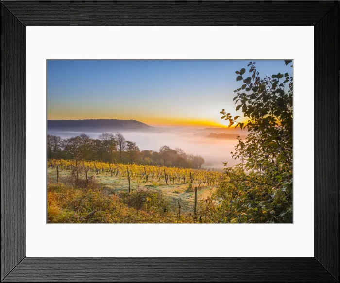 Framed Print : Denbies Wine Estate (Largest vineyard in England), North Downs Way, Dorking, Surrey Framed Print : Denbies Wine Estate (Largest vineyard in England), North Downs Way, Dorking, Surrey