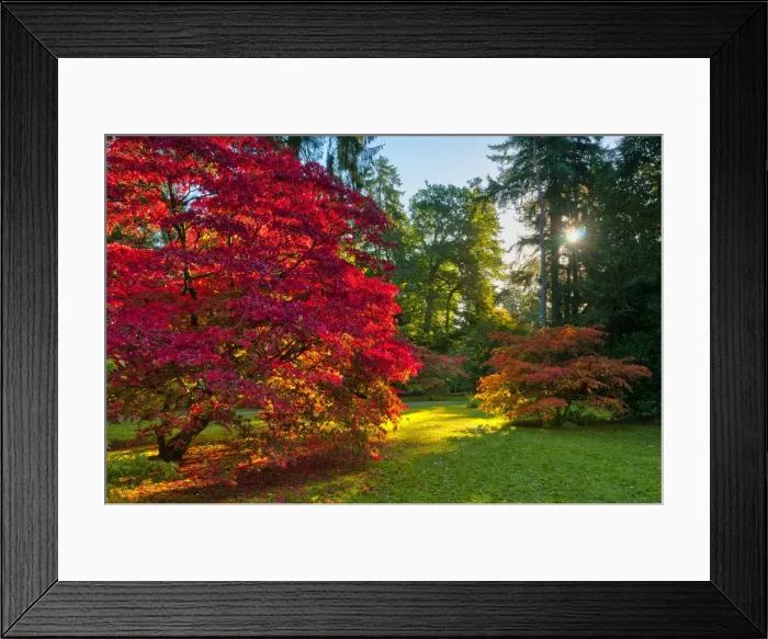 Framed Print : UK, England, Gloucestershire, Westonbirt Arboretum Framed Print : UK, England, Gloucestershire, Westonbirt Arboretum