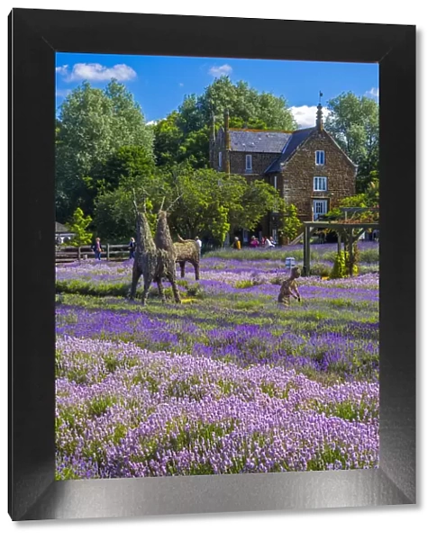 UK, England, Norfolk, Heacham, Norfolk Lavender