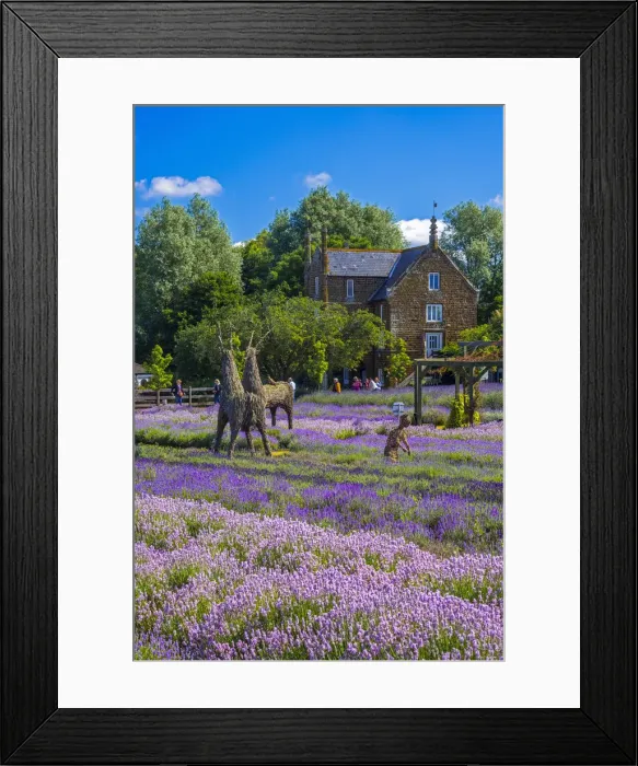 Framed Print : UK, England, Norfolk, Heacham, Norfolk Lavender Framed Print : UK, England, Norfolk, Heacham, Norfolk Lavender